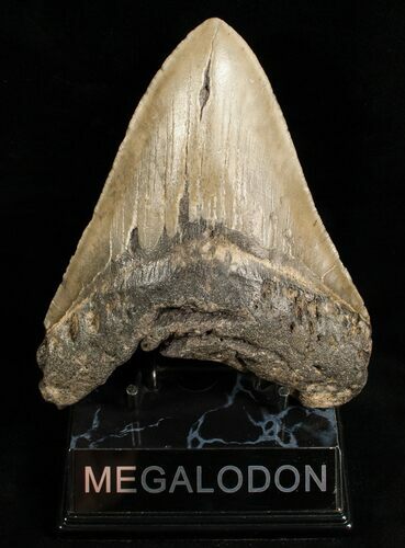 Monster Megalodon Shark Tooth #6652